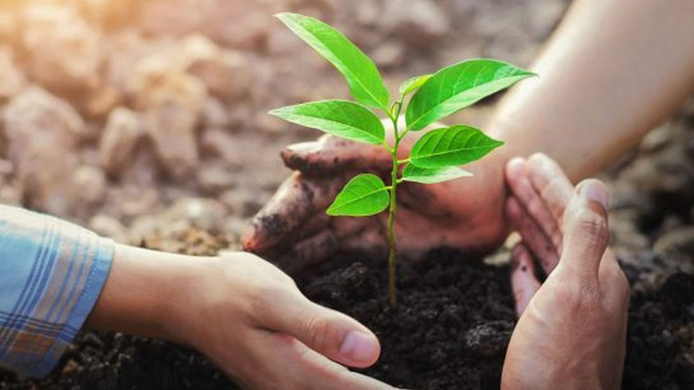 greening-the-environment